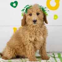 Lindsey - Mini, a female Goldendoodle for sale in Goshen, IN – Photo 4 of 10