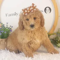Lindsey - Mini, a female Goldendoodle for sale in Goshen, IN – Photo 6 of 10