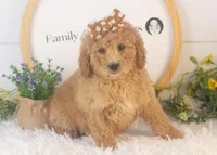 Lindsey - Mini, a female Goldendoodle for sale in Goshen, IN – Photo 2 of 10