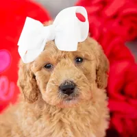 Lindsey - Mini, a female Goldendoodle for sale in Goshen, IN – Photo 10 of 10