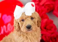 Lindsey - Mini, a female Goldendoodle for sale in Goshen, IN – Photo 6 of 10