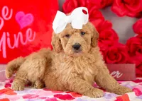 Lindsey - Mini, a female Goldendoodle for sale in Goshen, IN – Photo 7 of 10