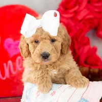 Lindsey - Mini, a female Goldendoodle for sale in Goshen, IN – Photo 8 of 10