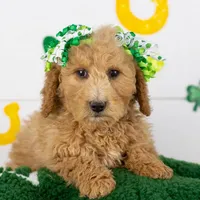 Lindsey - Mini, a female Goldendoodle for sale in Goshen, IN – Photo 3 of 10