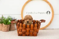Elijah - Medium, a male Goldendoodle for sale in Goshen, IN – 2 of 7