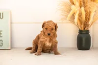 Butterfly - Mini, a female Goldendoodle for sale in Goshen, IN – 3 of 4