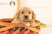 Bob - Medium, a male Goldendoodle for sale in Goshen, IN – 2 of 4