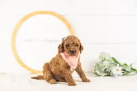Glacier - mini, a male Miniature Goldendoodle for sale in Goshen, IN – 8 of 10