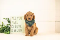 Oscar - Medium, a male Goldendoodle for sale in Goshen, IN – 6 of 10