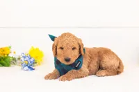 Basil - Medium, a male Goldendoodle for sale in Goshen, IN – Photo 1 of 4