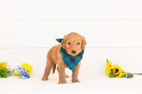 Basil - Medium, a male Goldendoodle for sale in Goshen, IN – Photo 3 of 4