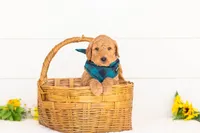 Basil - Medium, a male Goldendoodle for sale in Goshen, IN – Photo 4 of 4