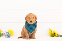 Basil - Medium, a male Goldendoodle for sale in Goshen, IN – Photo 2 of 4