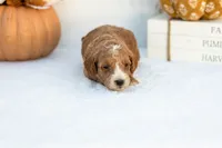 Amos - Mini, a male Goldendoodle for sale in Goshen, IN – 2 of 4