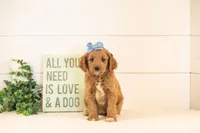 Odessa - Medium, a female Goldendoodle for sale in Goshen, IN – 6 of 10