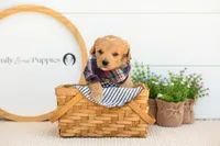 Marty -  Medium, a female Goldendoodle for sale in Goshen, IN – 9 of 10