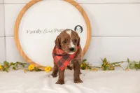 Ash - Mini, a male Miniature Goldendoodle for sale in Goshen, IN – 3 of 3