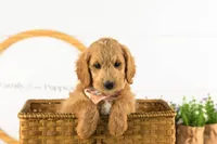 Putzie - Medium, a male Goldendoodle for sale in Goshen, IN – 3 of 10
