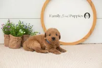 Evan - Medium, a male Goldendoodle for sale in Goshen, IN – 5 of 8