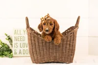 Jiggly - Mini, a female Miniature Goldendoodle for sale in Goshen, IN – 5 of 10
