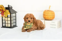 Firefly - Mini, a male Goldendoodle for sale in Goshen, IN – 4 of 9