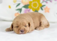 Honeybun - Mini, a female English Goldendoodle for sale in Goshen, IN – Photo 4 of 4