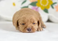 Honeybun - Mini, a female English Goldendoodle for sale in Goshen, IN – Photo 3 of 4