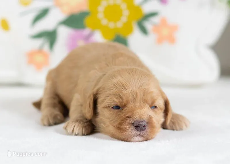 Honeybun - Mini – English Goldendoodle puppy for sale in Goshen, IN