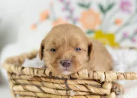 Honeybun - Mini, a female English Goldendoodle for sale in Goshen, IN – Photo 2 of 4