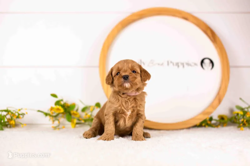 Honeybun - Mini – English Goldendoodle puppy for sale in Goshen, IN