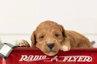 Levi - Medium, a male Goldendoodle for sale in Goshen, IN – 4 of 5