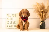 Marley - Medium, a male Goldendoodle for sale in Goshen, IN – 4 of 7
