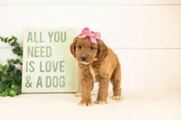 Ember - Medium, a female Goldendoodle for sale in Goshen, IN – 2 of 3