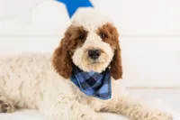 Mustang - Micro, a male Goldendoodle for sale in Goshen, IN – 2 of 10