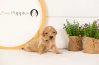 Frenchie - Medium, a female Goldendoodle for sale in Goshen, IN – 2 of 3