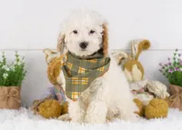 Bentley - Micro, a male Goldendoodle for sale in Goshen, IN – Photo 2 of 8