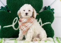 Bentley - Micro, a male Goldendoodle for sale in Goshen, IN – Photo 1 of 6