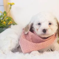 Bentley - Micro, a male Goldendoodle for sale in Goshen, IN – Photo 5 of 6