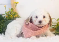 Bentley - Micro, a male Goldendoodle for sale in Goshen, IN – Photo 2 of 3