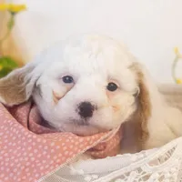 Bentley - Micro, a male Goldendoodle for sale in Goshen, IN – Photo 4 of 6