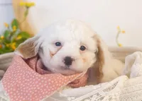 Bentley - Micro, a male Goldendoodle for sale in Goshen, IN – Photo 1 of 3