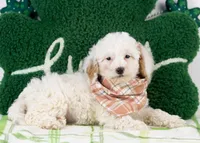 Bentley - Micro, a male Goldendoodle for sale in Goshen, IN – Photo 3 of 6