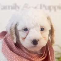 Bentley - Micro, a male Goldendoodle for sale in Goshen, IN – Photo 6 of 6