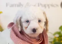 Bentley - Micro, a male Goldendoodle for sale in Goshen, IN – Photo 3 of 3