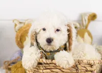 Bentley - Micro, a male Goldendoodle for sale in Goshen, IN – Photo 1 of 8