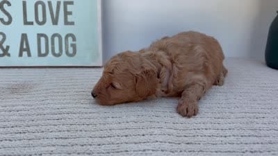 Mantis - Mini, a female Goldendoodle for sale in Goshen, IN – 4 of 4