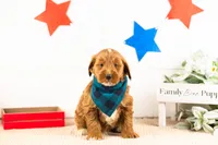 Marcellus - Mini, a male Miniature Goldendoodle for sale in Goshen, IN – 3 of 3