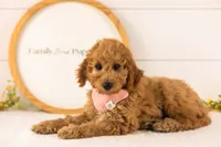 Rainer - mini, a male Miniature Goldendoodle for sale in Goshen, IN – 2 of 10