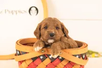 Oliver - Medium, a male Goldendoodle for sale in Goshen, IN – 2 of 4