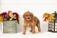 Lottie - Medium, a female Goldendoodle for sale in Goshen, IN – 3 of 4